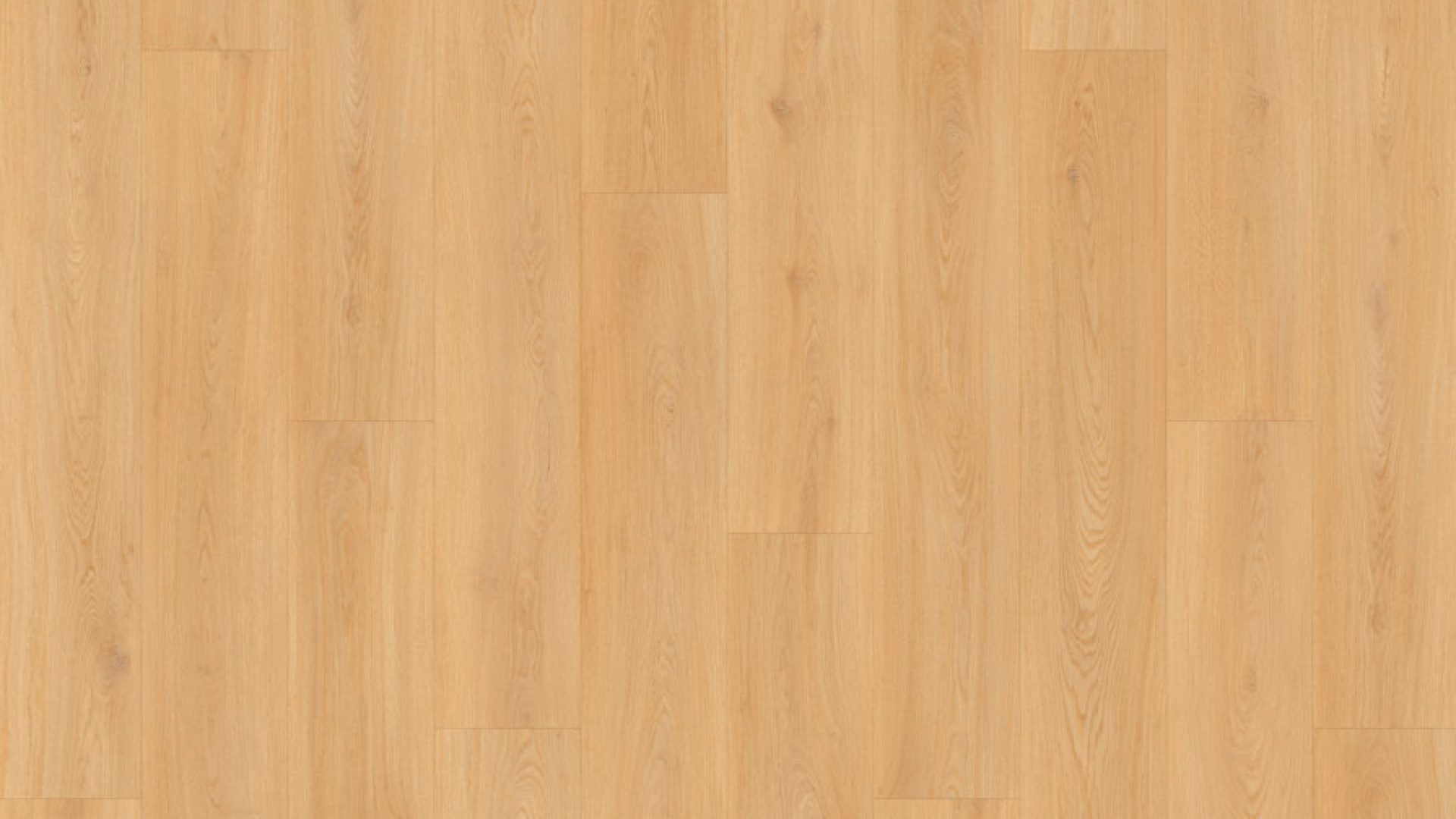 SS103 - Southern Live Oak